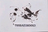 藏品(柔毛真苔)的圖片